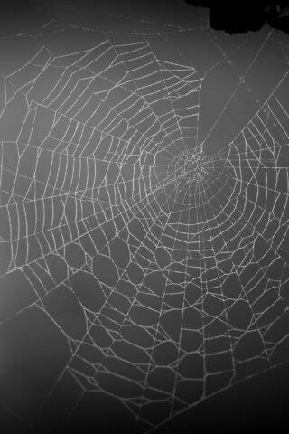 Spiders Web - Circular supply chains