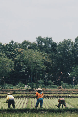 workers on rice farm - inclusive circular value chains